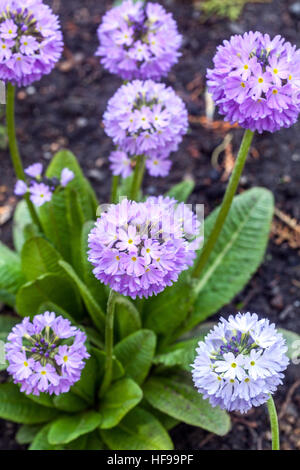 Primula denticulata, coscia primule, all'inizio della primavera e fioritura in Foto Stock