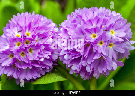 Primula denticulata, coscia primule, all'inizio della primavera e fioritura in Foto Stock