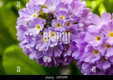 Primula denticulata, coscia primule, all'inizio della primavera e fioritura in Foto Stock