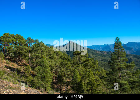Tamadaba, parco naturale in Gran Canaria, Spagna Foto Stock
