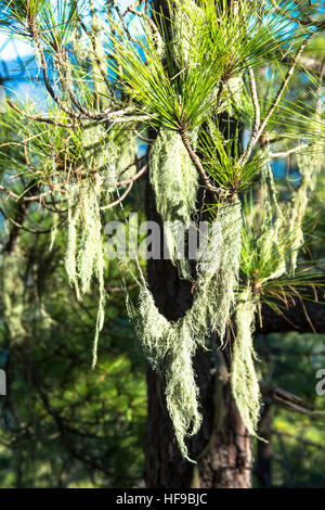 Barba moss cresce a albero a gran canaria Spagna Foto Stock