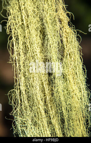 Barba moss cresce a albero a gran canaria Spagna Foto Stock