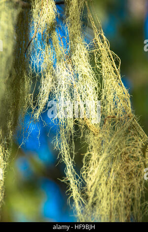 Barba moss cresce a albero a gran canaria Spagna Foto Stock