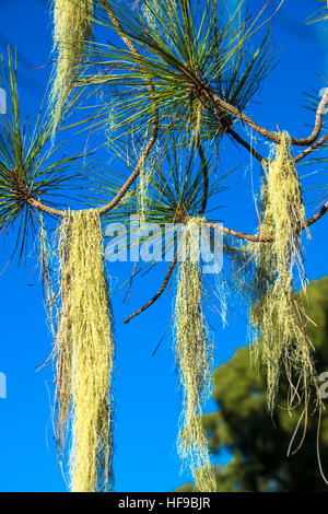 Barba moss cresce a albero a gran canaria Spagna Foto Stock