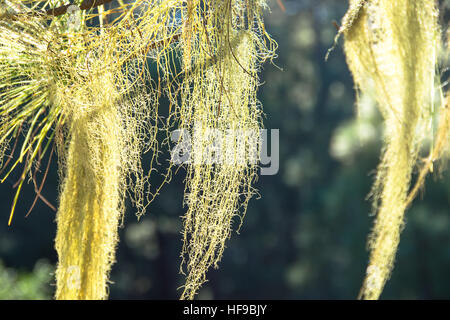 Barba moss cresce a albero a gran canaria Spagna Foto Stock