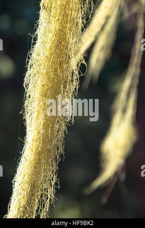 Barba moss cresce a albero a gran canaria Spagna Foto Stock