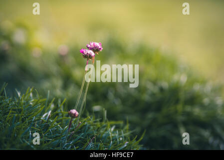 Minuscoli fiori rosa in un giardino Foto Stock