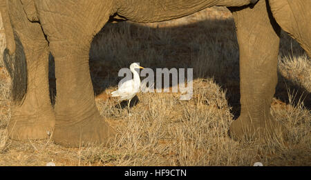 Garzetta sotto elephant Foto Stock