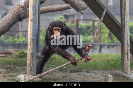 Baby scimpanzé giocando con allegata una corda in Kolkata zoo. Foto Stock