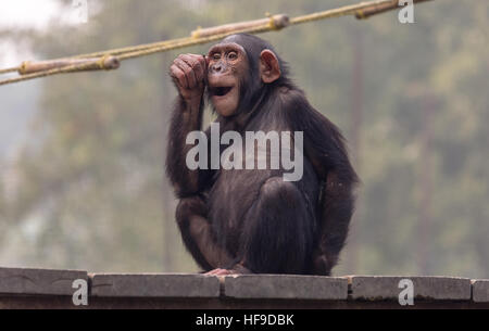 Uno scimpanzé con cute di espressione in uno zoo in Kolkata, India. Foto Stock