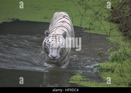 Tigre bianca del Bengala wades attraverso l acqua di una palude in una riserva della tigre in India. Foto Stock