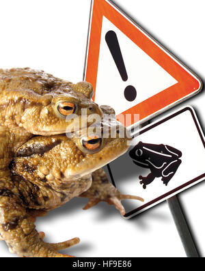 Due rospi (Bufo) e un cartello stradale ("Attenzione: Toad Crossing') Foto Stock