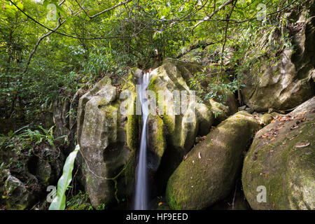 Una piccola cascata al Masoala, Nosy Mangabe parco nazionale con una ricca biodiversità. Madagascar natura vergine del paesaggio deserto scena. Foto Stock