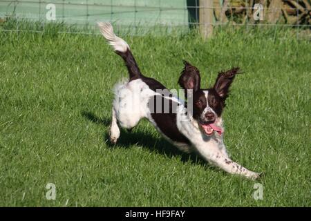 Tipo di lavoro English Springer Spaniel facendo concorrenza agilità Foto Stock