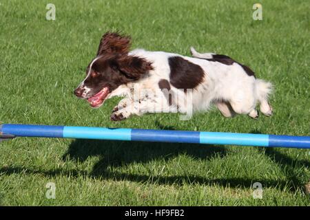 Tipo di lavoro English Springer Spaniel facendo concorrenza agilità Foto Stock