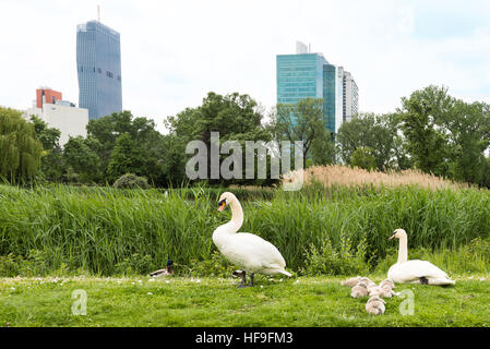 Vista sul centro internazionale di Vienna, città delle Nazioni Unite e di edifici per uffici visto dal parco del Danubio con oca famiglia, Austria Foto Stock