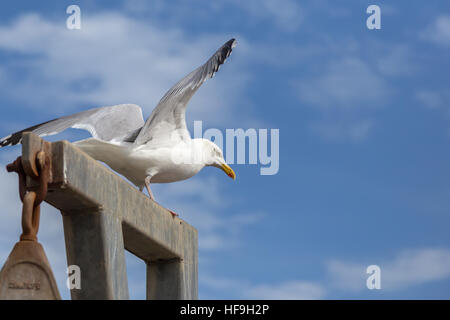 Shot prese a Newhaven nel Sussex su una giornata d'estate con un luminoso blu e torbido. Mostra una vista dettagliata di un gabbiano in decollo. Foto Stock