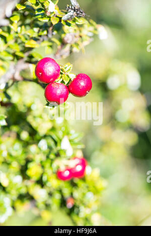 Nativo di berry bush, Haberton, Patagonia, Argentina Foto Stock