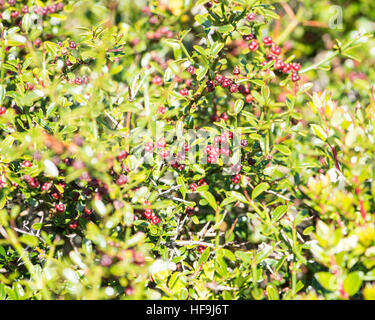 Nativo di berry bush, Haberton, Patagonia, Argentina Foto Stock