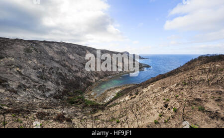 Bushfire danni sulle pendici del Jimmy Newell's Harbour in Torndirrup National Park. Le piante che mostrano segni di rigenerazione. Foto Stock