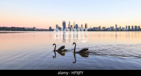 Cigni Neri (Cygnus atratus) sul Fiume Swan, Australia occidentale Foto Stock