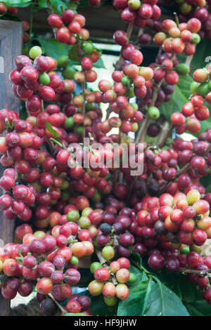 I semi di caffè su un albero di caffè, stock photo Foto Stock