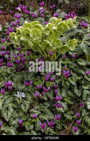 La Corsica, l'elleboro Helleborus argutifolius e ciclamino repandum, la molla sowbread, nel selvaggio sul Col de Bavella, Corsica. Foto Stock