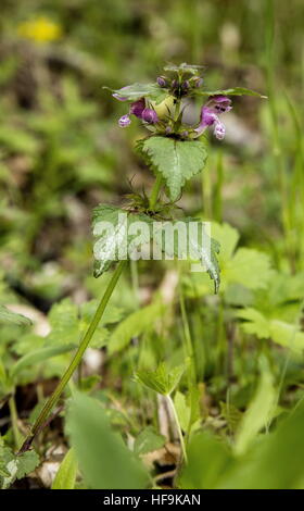 Argento-lasciava in forma di Spotted Deadnettle, Lamium maculatum, nel selvaggio, Alpi Marittime. Foto Stock