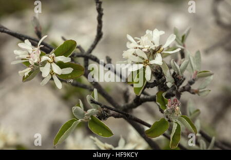 Snowy mespilus, Amelanchier Ovalis in fiore in primavera, in Provenza. Foto Stock