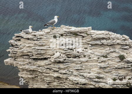 Giallo-gambe gabbiani sulla roccia calcarea, con Corsica Storksbill, a Bonifacio, Corsica Foto Stock