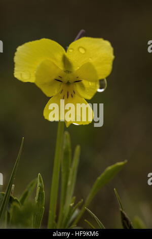 A lungo spronato Pansy, Viola calcarata ssp. calcarata, nelle alpi marittime. Foto Stock