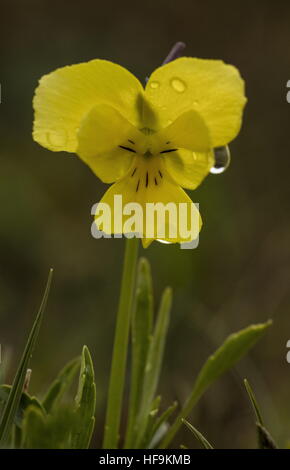 A lungo spronato Pansy, Viola calcarata ssp. calcarata, nelle alpi marittime. Foto Stock