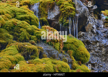 Tropfsteinquelle, Burgum Alp, Val di Vizze Valley, Alto Adige, Italia Foto Stock