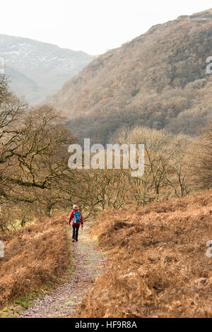 Una donna che cammina su un sentiero di campagna in Borrowdale Lake District Cumbria in inverno indossare una giacca a vento rosso Foto Stock