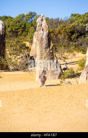Kangaroo al Deserto Pinnacles, Australia occidentale Foto Stock