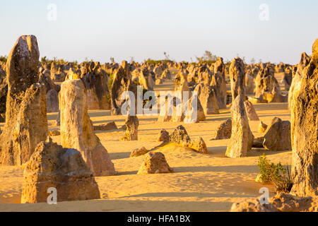 Il Deserto Pinnacles, Australia occidentale Foto Stock