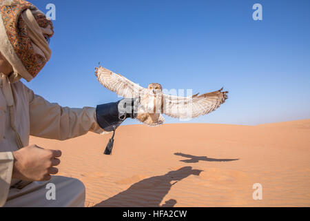 Giovane maschio faraone gufo reale (Bubo ascalaphus) durante un deserto spettacolo di falconeria in Dubai, UAE. Foto Stock