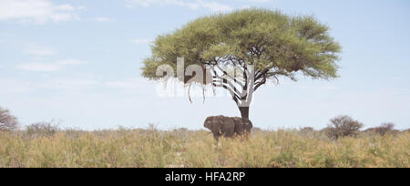 Due elefanti sotto acacia Foto Stock