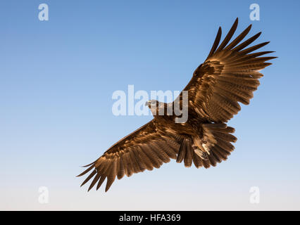 Maggiore maculato (Aquila clanga clanga) durante un deserto spettacolo di falconeria in Dubai, UAE. Foto Stock