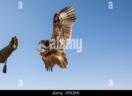 Maggiore maculato (Aquila clanga clanga) durante un deserto spettacolo di falconeria in Dubai, UAE. Foto Stock