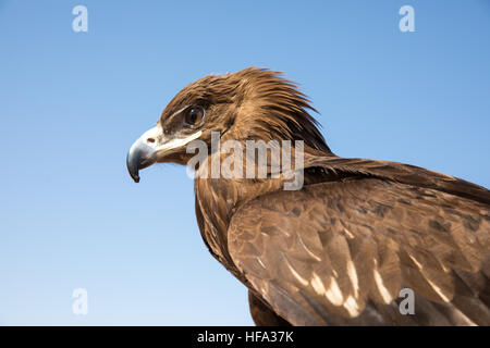 Maggiore maculato (Aquila clanga clanga) durante un deserto spettacolo di falconeria in Dubai, UAE. Foto Stock