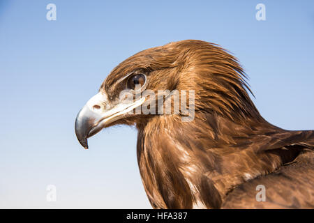 Maggiore maculato (Aquila clanga clanga) durante un deserto spettacolo di falconeria in Dubai, UAE. Foto Stock