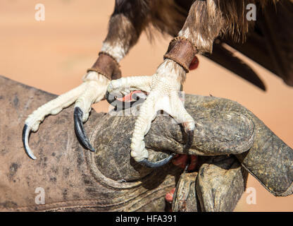 Maggiore maculato (Aquila clanga clanga) durante un deserto spettacolo di falconeria in Dubai, UAE. Foto Stock