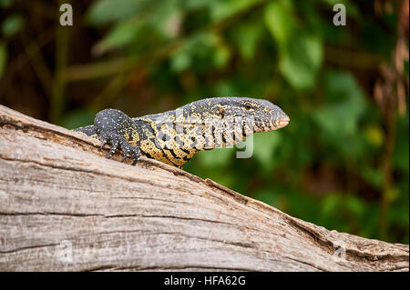 Monitor del Nilo Lizard passeggiando sopra un albero morto tronco alla riva del lago Duluti, Tanzania Foto Stock