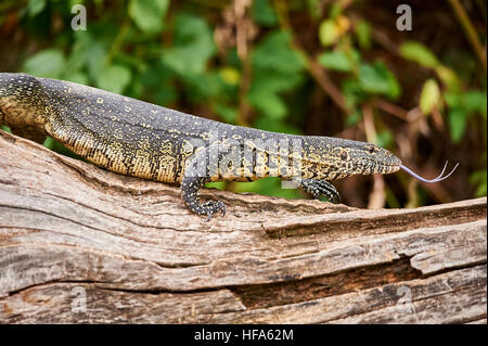 Monitor del Nilo Lizard passeggiando sopra un albero morto tronco alla riva del lago Duluti, Tanzania Foto Stock