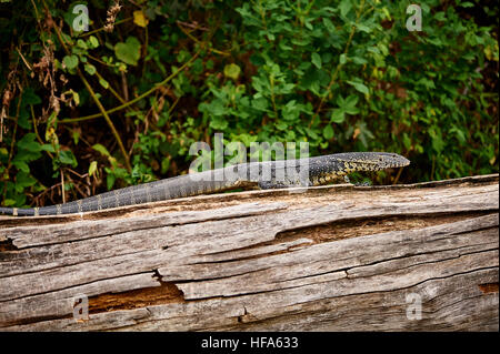 Monitor del Nilo Lizard passeggiando sopra un albero morto tronco alla riva del lago Duluti, Tanzania Foto Stock