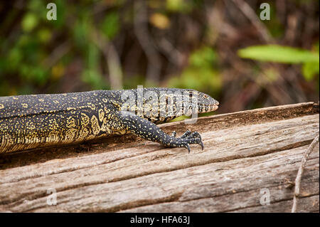 Monitor del Nilo Lizard passeggiando sopra un albero morto tronco alla riva del lago Duluti, Tanzania Foto Stock