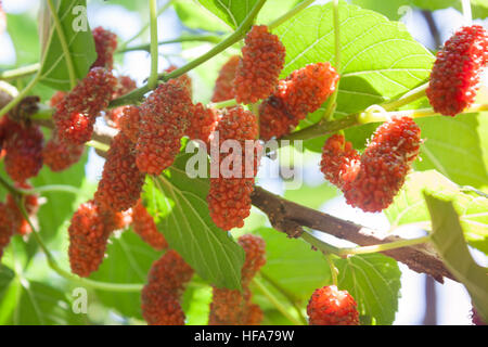 Red gelsi sul ramo, stock photo Foto Stock