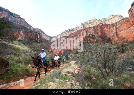 I piloti sul dorso di muli Parco Nazionale del Grand Canyon, Arizona, Stati Uniti d'America Foto Stock