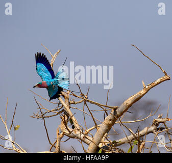 Il lilla-breasted rullo un incredibilmente colorati volatili quando in volo vibrante blu viola e rosa coda piumaggio piume sparse Foto Stock